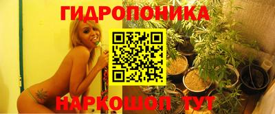 спайс Кингисепп